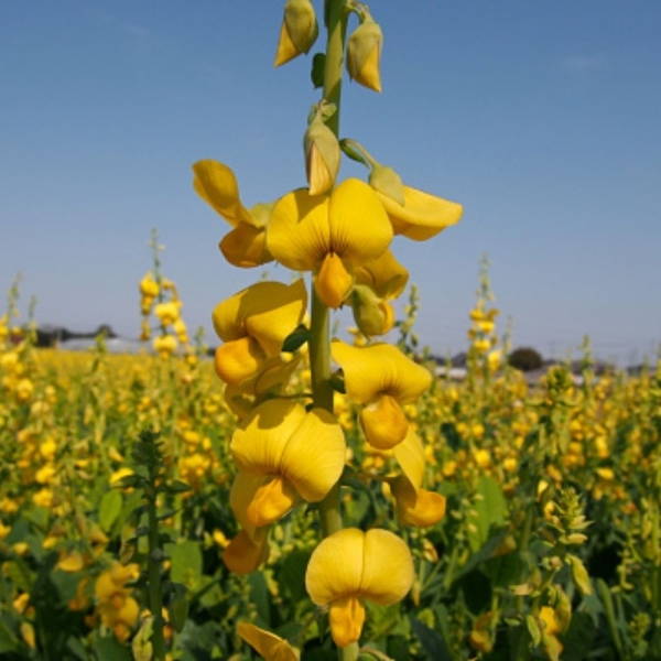 Crotalaria Spectabilis Agrotech
